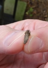 Dahlica triquetrella