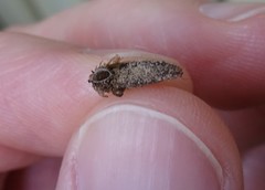 Dahlica triquetrella