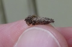 Dahlica triquetrella