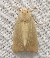 Arenostola phragmitidis