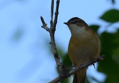 Phylloscopus collybita