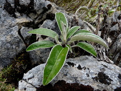 Brachyglottis laxifolia