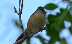 Phylloscopus collybita
