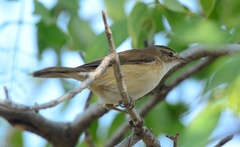 Phylloscopus collybita