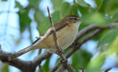 Phylloscopus collybita