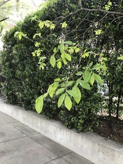 Phoradendron leucarpum