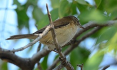 Phylloscopus collybita