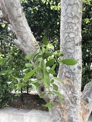 Phoradendron leucarpum