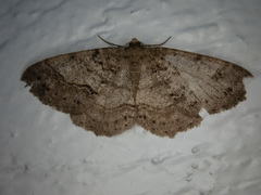 Melanolophia imitata