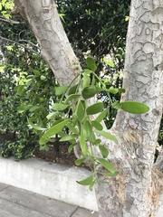 Phoradendron leucarpum