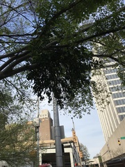 Phoradendron leucarpum