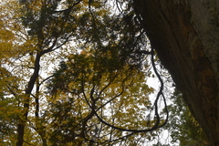 Taxus canadensis