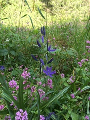 Camassia quamash quamash