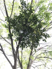 Phoradendron leucarpum