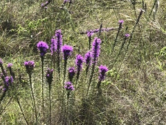 Liatrinae