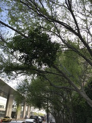 Phoradendron leucarpum