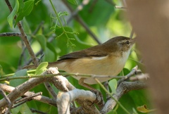 Phylloscopus collybita
