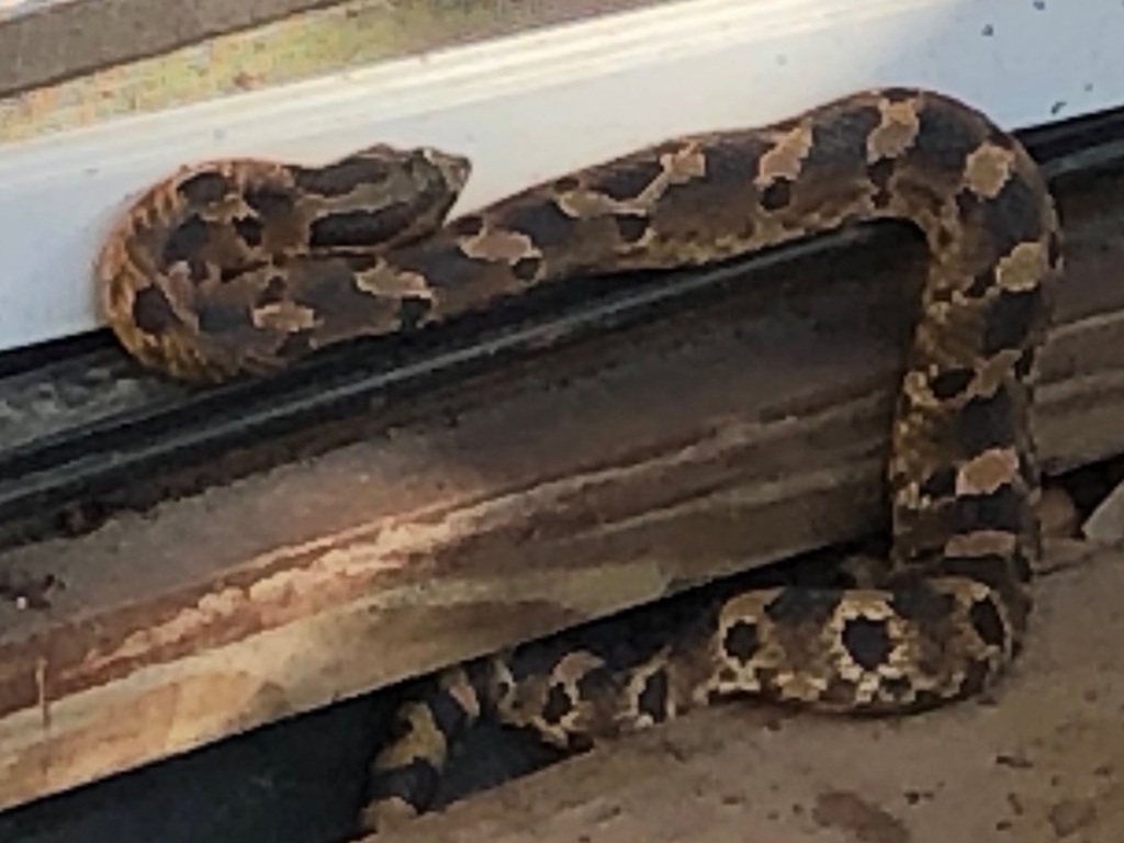 Eastern Hognose Snake from Sam Houston National Forest, New Waverly, TX
