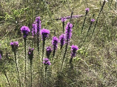 Liatrinae