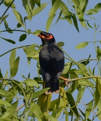 Acridotheres ginginianus