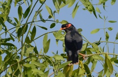 Acridotheres ginginianus