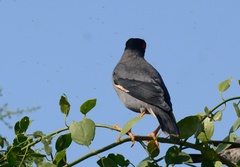 Acridotheres ginginianus