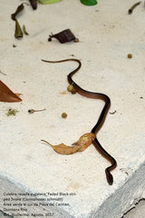 Coniophanes schmidti