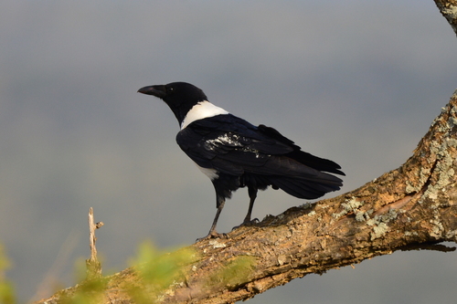 Pied Crow