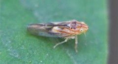Neocoelidia bilobata