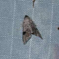 Abablemma duomaculata