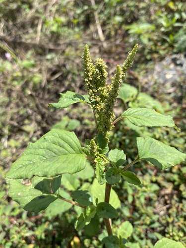 Amaranthus viridis — photo 2