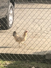 Gallus gallus domesticus