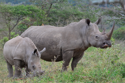 White Rhinoceros