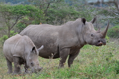 White Rhinoceros photo 3