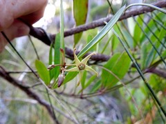 Vincetoxicum carnosum