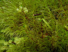 Dicranoloma robustum