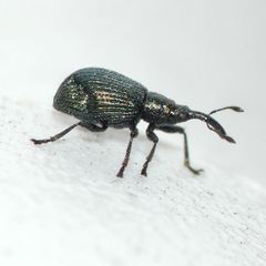 Ischnopterapion virens