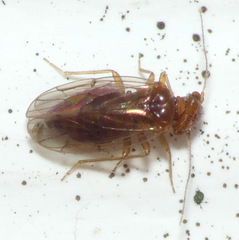 Ectopsocopsis cryptomeriae