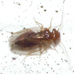 Ectopsocopsis cryptomeriae