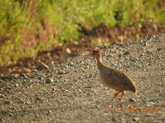 Nothoprocta perdicaria