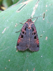 Pseudohermonassa tenuicula