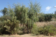 Salix babylonica babylonica