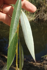 Salix babylonica babylonica