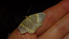 Phrygionis privignaria