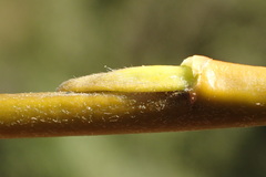 Salix babylonica babylonica