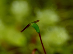 Dicranoloma robustum