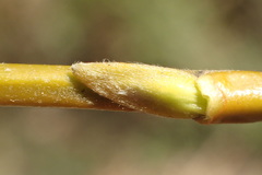 Salix babylonica babylonica