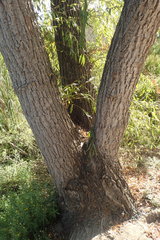 Salix babylonica babylonica