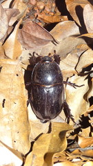 Megaceras