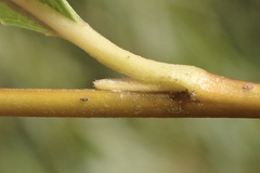 Salix babylonica babylonica